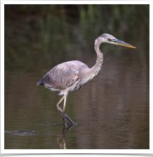 Great Blue Heron - Wading Great Blue Heron - Wading